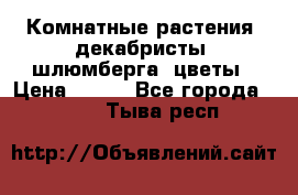 Комнатные растения, декабристы (шлюмберга) цветы › Цена ­ 300 - Все города  »    . Тыва респ.